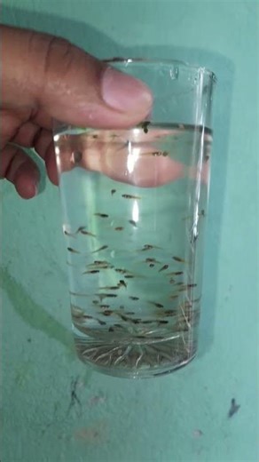 Newborn Guppy Fish Fry | Baby Guppies Just Born 🐟 | Guppy Breeding & Care