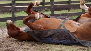 19 reactions | EquiShure’s unique encapsulation technology ensures targeted release directly in the hindgut. Save 15% on EquiShure and other digestive supplements developed by Kentucky Equine Research this month with code DIGEST421: https://shop.ker.com/collections/gastrointestinal-health | Barrel Horse News | Facebook