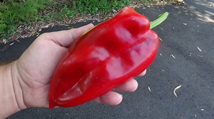 Elephant's Ear Pepper | HRSeeds
