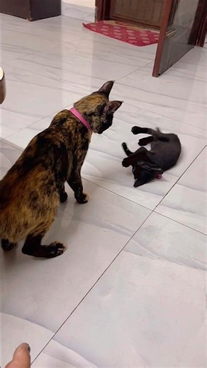 cat vs kitten #catplaying #catmoments #catvideos #kittenshorts