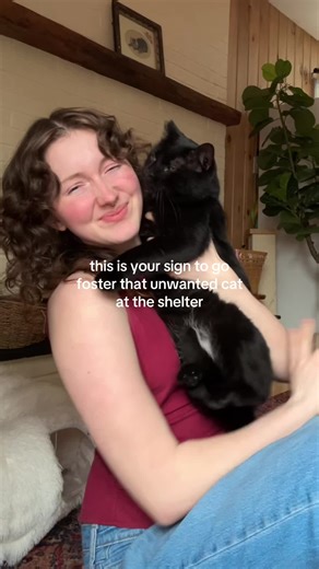 Fostering Cats: How to Help Shelter Animals