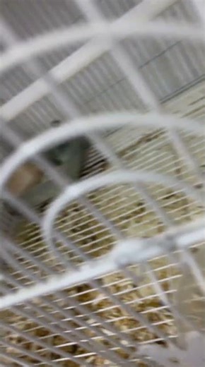 Agapornis inseparables, periquitos de amor o aves del amor.#loroyacodarko