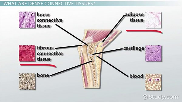 Dense Regular Connective Tissue | Location, Function & Structure