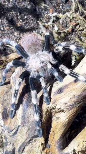 New Tarantula Cribs Enclosure for My V. chomatus | Clean Arboreal Setup Build