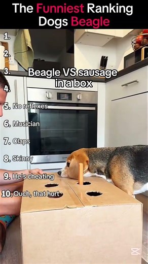 Funny Beagle Moments Top 10 Funniest Beagle Dogs Ever#viralvideo