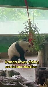 52K views · 143 reactions | an artiste 奈 #reels #panda #pandabear #bears #bear #dance #wildlife | In The Know | Facebook