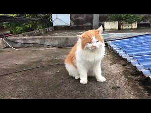 The cat runs to the neighbor's house