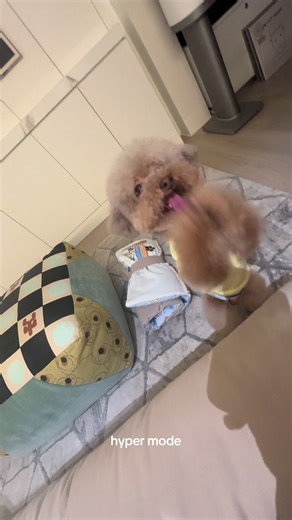 Hyper Mode: Poodle Perfection Unleashed!