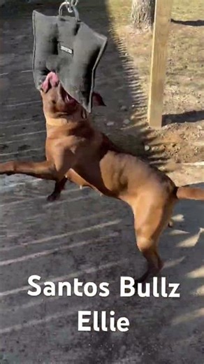 Santos Bullz Ellie