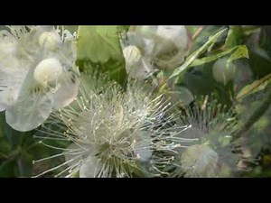 Myrtle (Myrtus Communis) - aromatic plant