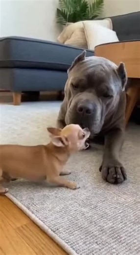 Tiny Chihuahua vs Gentle Giant Pitbull: Adorable Showdown