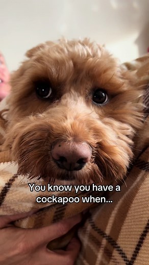 10 Hilarious Signs You Have a Cockapoo