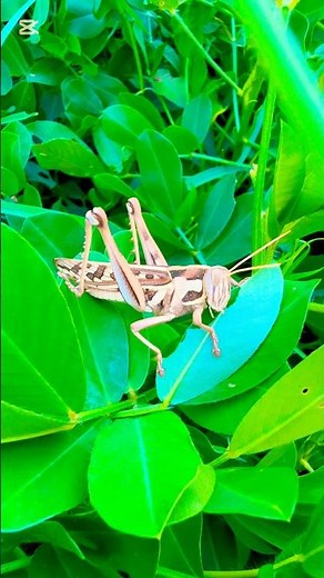 Grasshopper Eating Grass | Close-up Wildlife Video #grasshopper #insects
