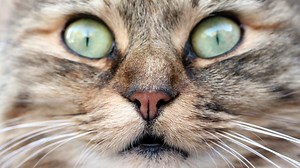 BBC Learning English - Course: lower intermediate / Unit 3 / Session 4 / Activity 4