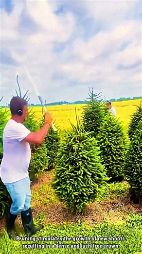 Trimming Christmas Tree Branches: The Art of Forming a Symmetrical Pine Tree