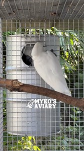 48K views · 1.4K reactions | Umbrella Cockatoo nesting | Myko's Aviary | Facebook