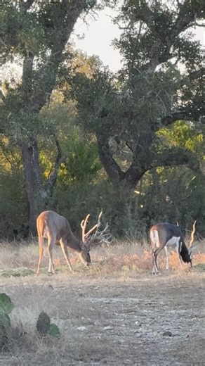 11K views · 266 reactions | We have a ton of GIANT whitetail...