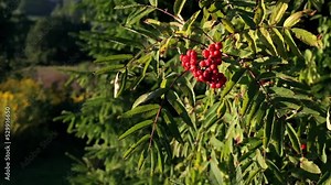 Branch of red rowan fruits berries on a green leaves background. Nature details close-up. Sunny autumn season weather. Wind. Useful food. Bright garden. Warm tranquil landscape. Real time. Landscape.