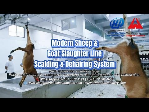 Modern Sheep & Goat Slaughter Line | Scalding & Dehairing Process by HW Machinery