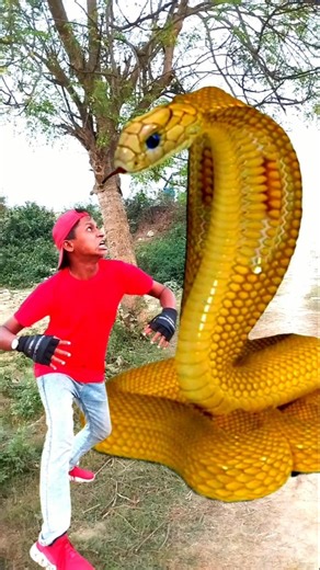 Anaconda snake in real life P225 #shorts #short #snake #nagin #python #anaconda #snakes #bigsnake
