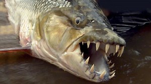 The Ferocious Goliath Tigerfish