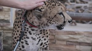 A tame cheetah in a collar and on a leash sits on the carpet