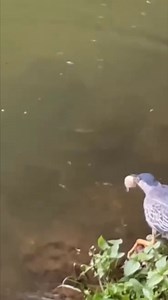 76K views · 1K reactions | இந்தப் பறவையின் திறமையையும் ஐடியாவையும் பாருங்க நண்பர்களே #trending #petscorer #reelsinstagram #village #trendingreels #trending #tamil #chiks #ingubator #medicine #mediunidade #meditation #chikss #petsvideo #petsvideos #petsvideo #petsvlog | Yas making | Facebook