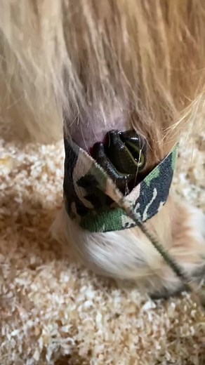 Exploring the Healing Powers of Leech Therapy in Nepal