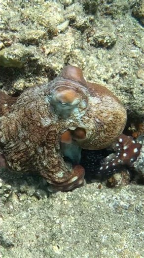The Seabed Magician: Octopus Color Change Caught on Camera 🐙🌊🎬