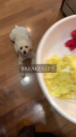 Trying to become a breakfast girlie!!! Starting small with two eggs, raspberries and a Brazil nut. #breakfastrecipes #antiinflammatorydiet #hormonebalance #proteinjourney #realfood