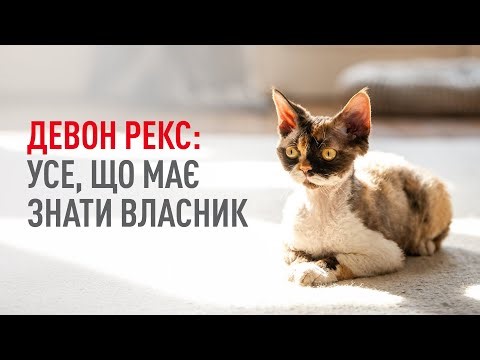 Що ми маємо знати про породу Девон Рекс?
