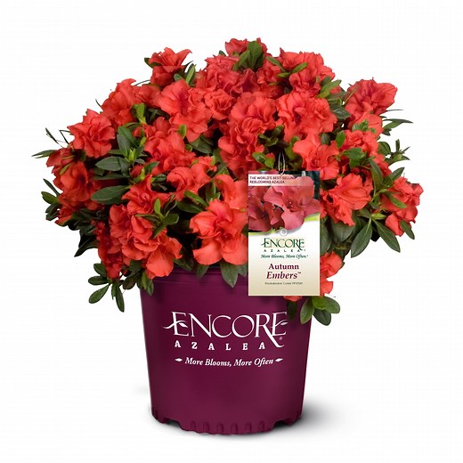 Encore Azalea Autumn Embers Live Shrub