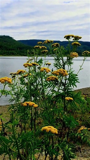 Wildflowers by the Lake 🌼🌊