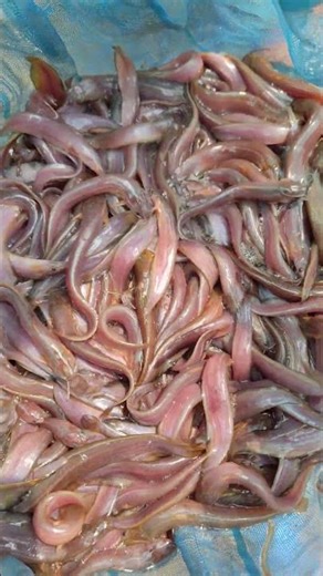 কমদামে দেশি শিং মাছের পোনা সংগ্রহ করতে যোগাযোগ করুন ☎️ ০১৭-১৫২৭-৭২২১(imo+What's App)#শিং_মাছ_চাষ