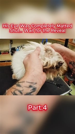 Heartwarming Dog Rescue Moments