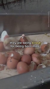 male chicks take their first breaths only to be killed hours later by being shredded alive or gassed—just because they can’t lay eggs. 💔 don’t support this cruel industry! go vegan | peta2