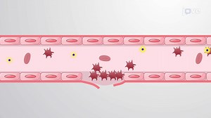 Video: משוב שלילי וחיובי