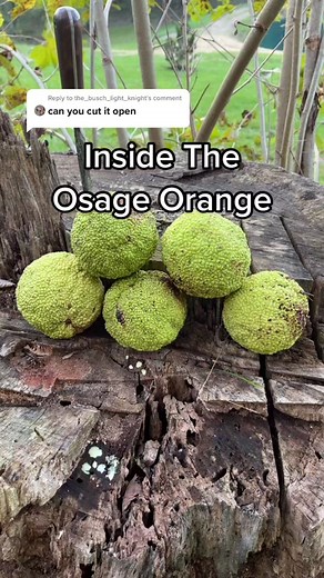 Exploring Horse Apple (Osage Orange) in Nature