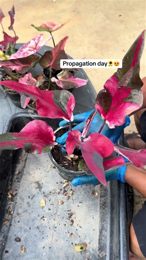 prasert_caladium บน TikTok