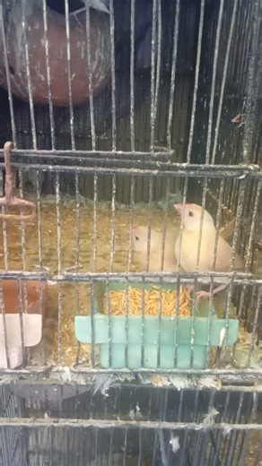 Fawn Java pair with chicks eating food 🥑🥝