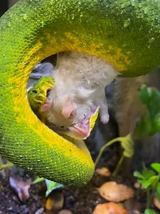 48K views · 576 reactions | Largest Snake Teeth For Non-Venomous Eating! #reels #snake #wildlifeaddicts #feedingtime #reptiles | Brian Barczyk | Facebook
