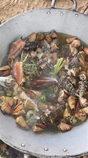 Conch shell 🐚 | Aicel Espinosa