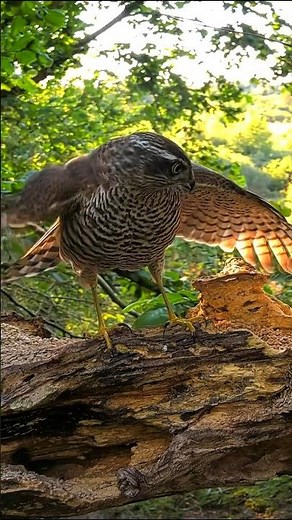 #sparrow hawk #birds #wildlife #Hunting