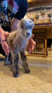 Fragile baby goat stands for first time Special thanks to Bree Anne and Butterbean: @thegoodplacefarm #babygoat #goatrescue #cuddlebuddies | Cuddle Buddies