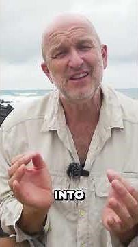 A PENGUIN on the Equator?!
