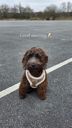 Cute Cockapoo Enjoys Morning Walks in Stylish Harness