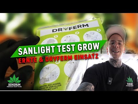 SANlight Ernte: Einsatz von Dryferm Bags & Wet Trimming mit AC Infinity Bowl Trimmer!