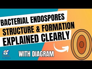 Bacterial Endospores Structure & Formation Explained Clearly