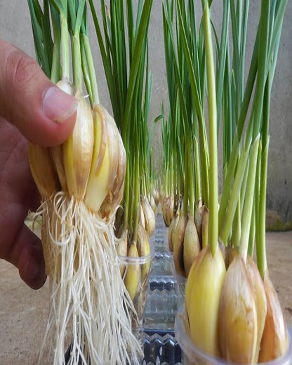 3.3K views · 29 reactions | How To Grow Garlic With Water Is Very Easy, No Care Needed | Home & Garden | Facebook