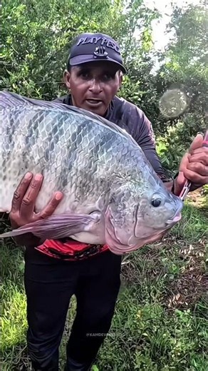 Why Australia Destroys Millions of Tilapia Fish Every Year 🐟⚠️ #shortvideo